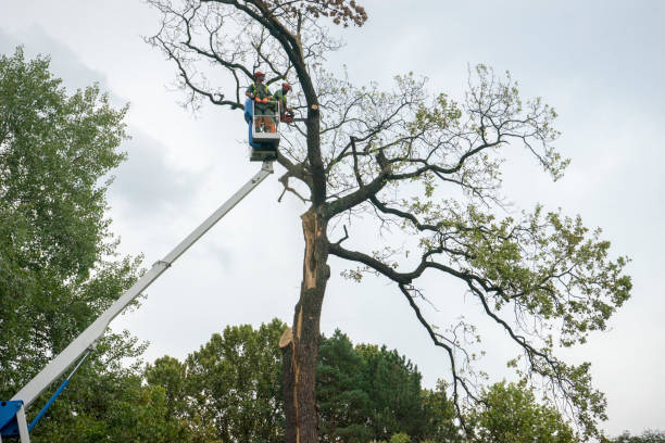 Trusted Ashville, OH Tree Care  Experts